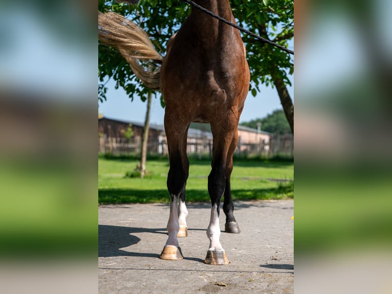 Zangersheider Hongre 3 Ans 167 cm Gris in GROTE-BROGEL