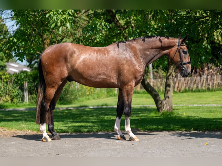 Zangersheider Hongre 3 Ans 167 cm Gris in GROTE-BROGEL