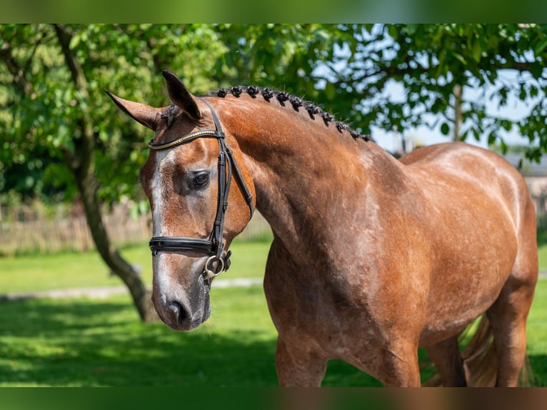 Zangersheider Hongre 3 Ans 167 cm Gris in GROTE-BROGEL
