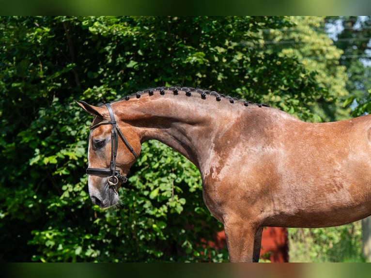 Zangersheider Hongre 3 Ans 167 cm Gris in GROTE-BROGEL