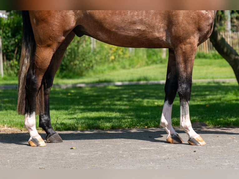 Zangersheider Hongre 3 Ans 167 cm Gris in GROTE-BROGEL