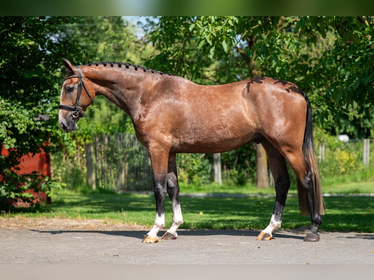Zangersheider Hongre 3 Ans 167 cm Gris in GROTE-BROGEL