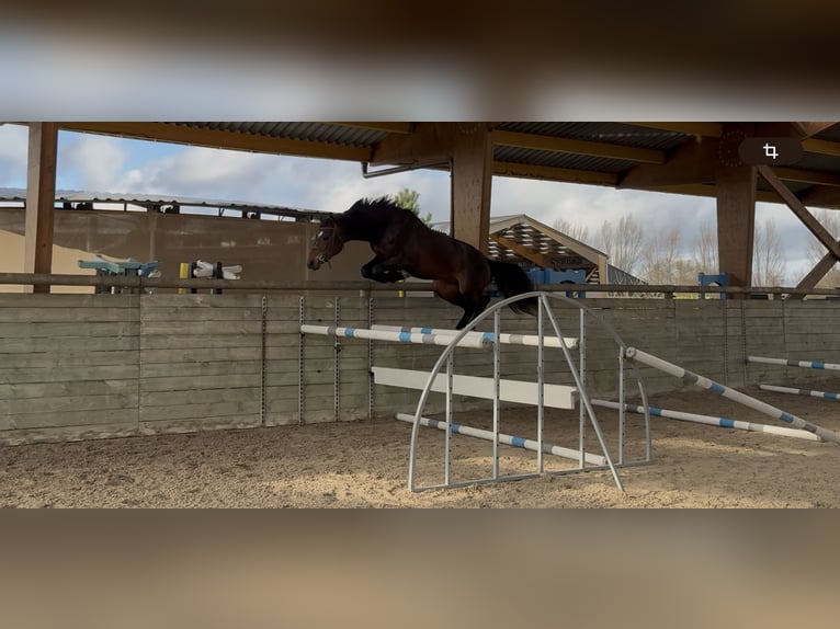 Zangersheider Hongre 3 Ans 168 cm Bai brun foncé in Faumont