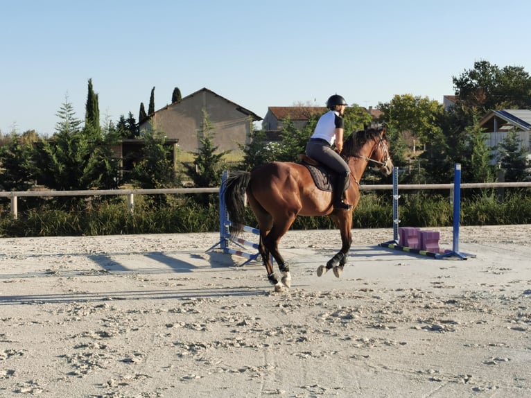 Zangersheider Hongre 3 Ans 168 cm Bai in Saint-Martin-de-Crau