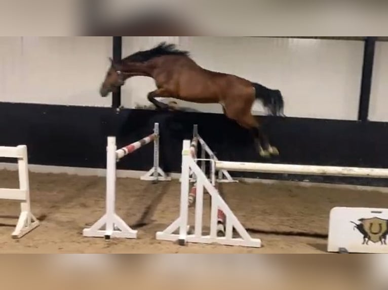 Zangersheider Hongre 3 Ans 168 cm Bai in Saint-Martin-de-Crau