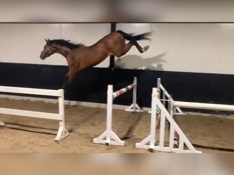 Zangersheider Hongre 3 Ans 168 cm Bai in Saint-Martin-de-Crau