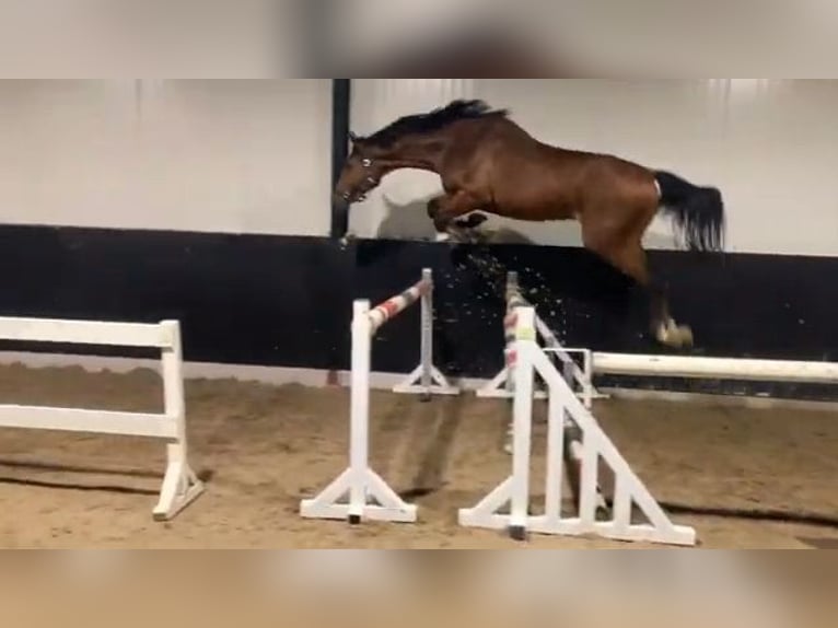 Zangersheider Hongre 3 Ans 168 cm Bai in Saint-Martin-de-Crau