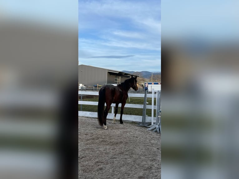 Zangersheider Hongre 3 Ans 168 cm Bai in Ehrenkirchen