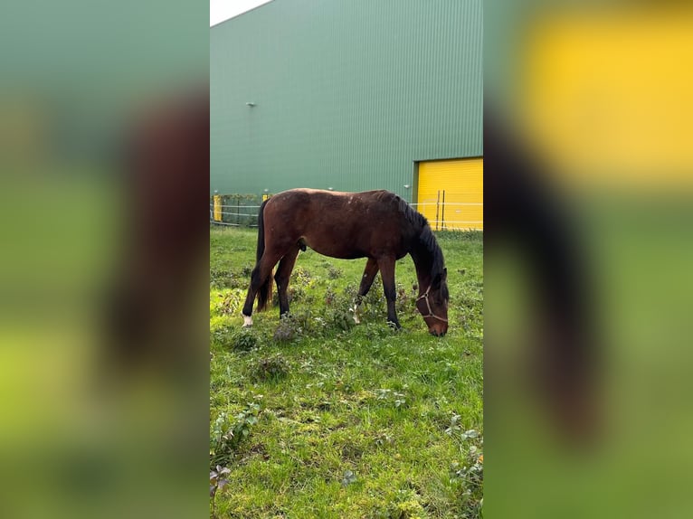 Zangersheider Hongre 3 Ans 168 cm Bai in Ehrenkirchen