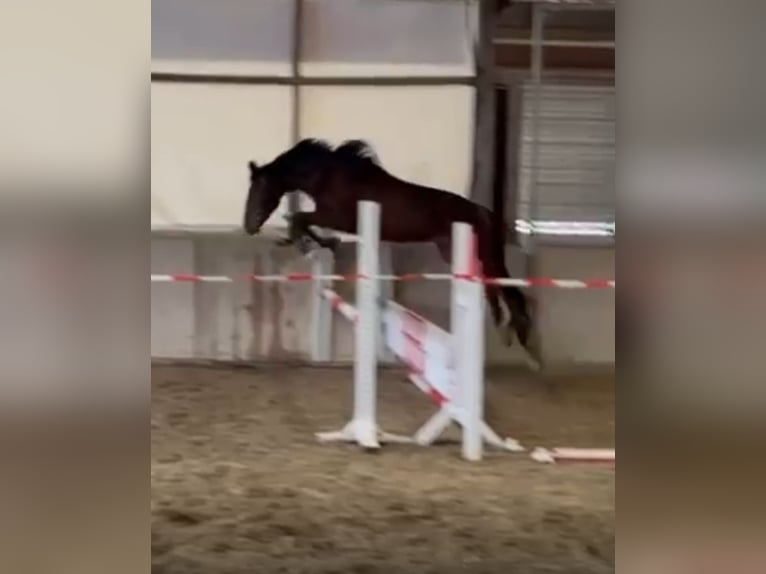 Zangersheider Hongre 3 Ans 168 cm Bai in Ehrenkirchen