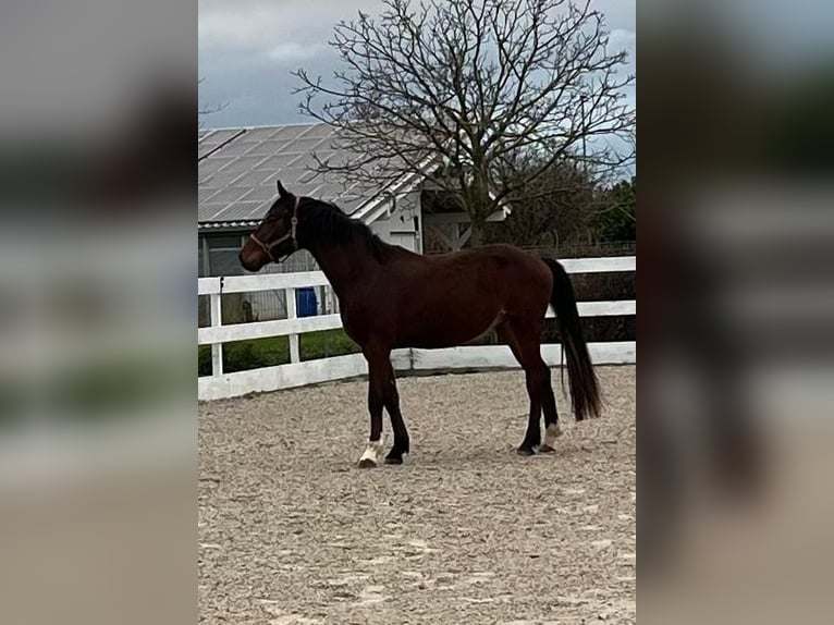 Zangersheider Hongre 3 Ans 168 cm Bai in Ehrenkirchen