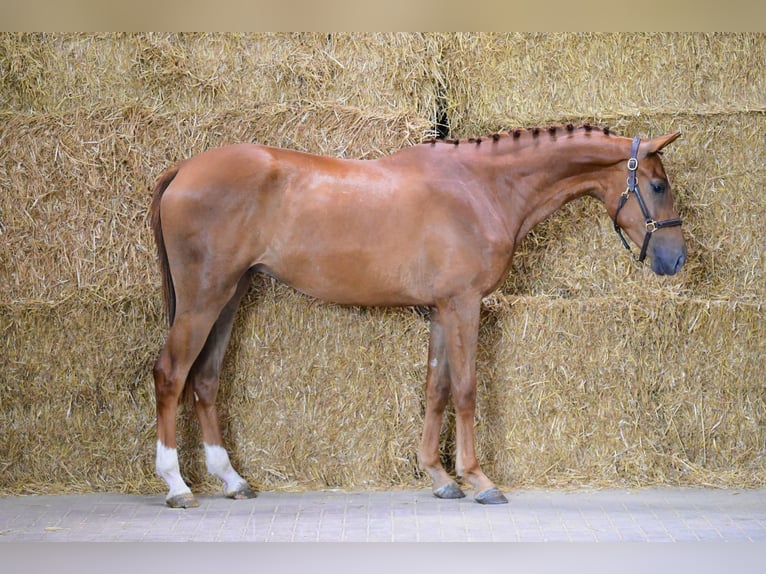 Zangersheider Hongre 3 Ans 168 cm  in Bladel