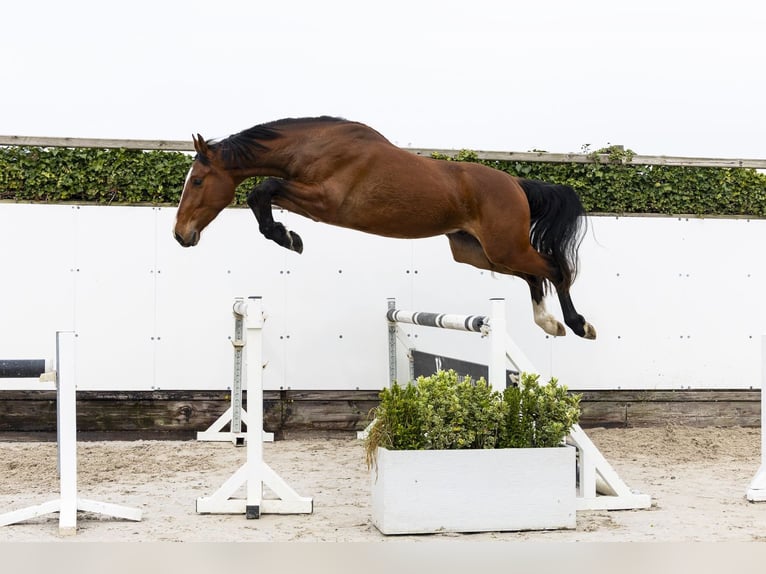 Zangersheider Hongre 3 Ans 168 cm  in Waddinxveen