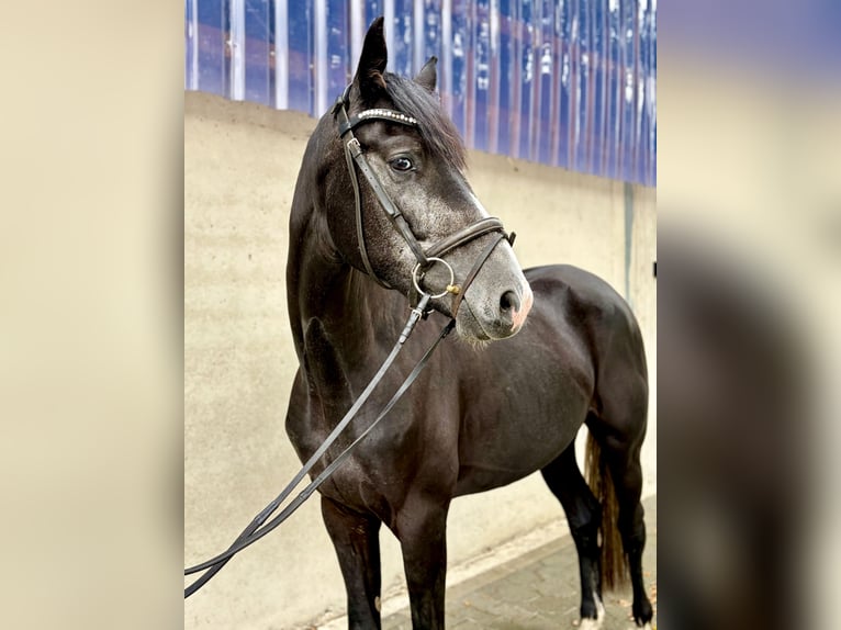 Zangersheider Hongre 3 Ans 168 cm Gris in Harsewinkel