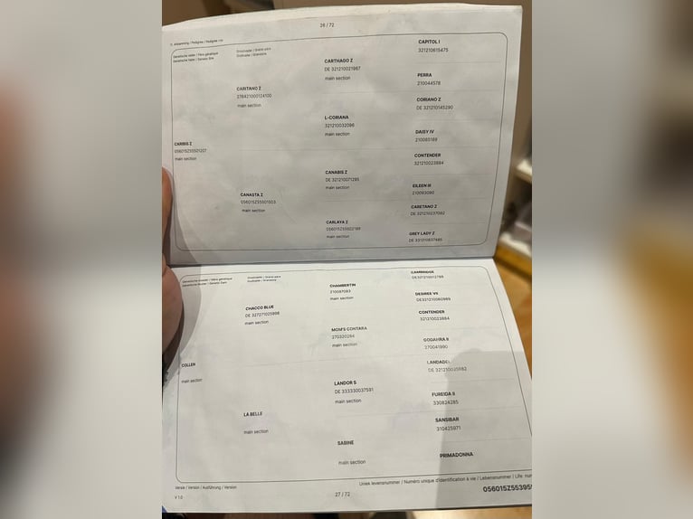 Zangersheider Hongre 3 Ans 169 cm Aubère in Békéscsaba