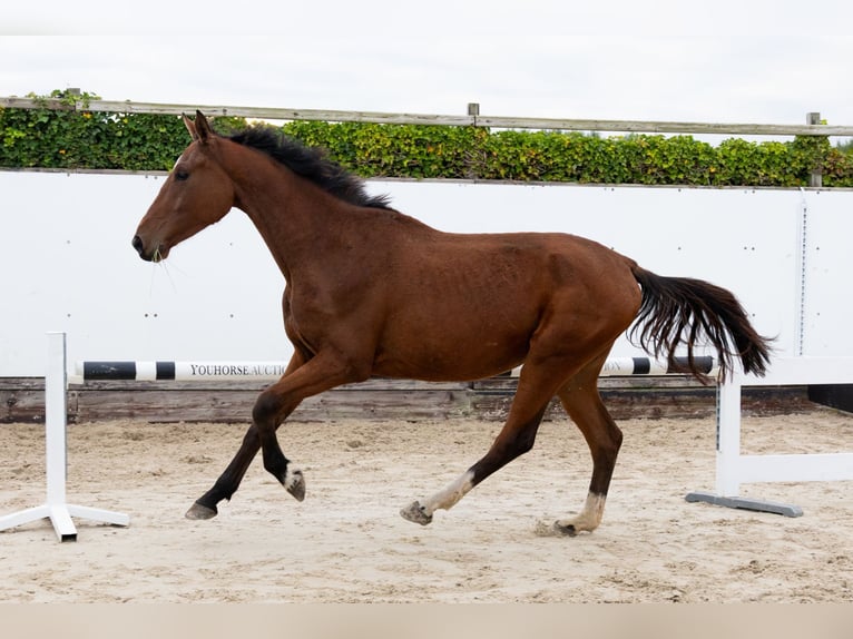 Zangersheider Hongre 3 Ans 169 cm Bai in Lochem