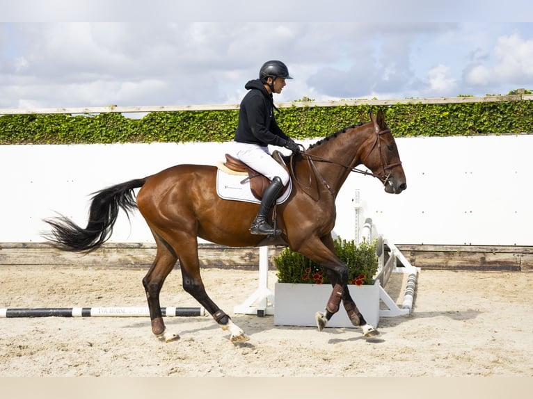 Zangersheider Hongre 3 Ans 170 cm Bai brun in Waddinxveen