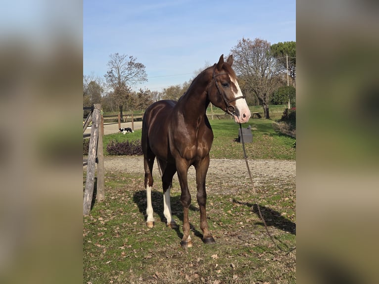 Zangersheider Hongre 3 Ans 173 cm Alezan in GROTE-BROGEL