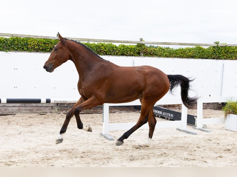 Zangersheider Hongre 3 Ans 173 cm Bai in Waddinxveen