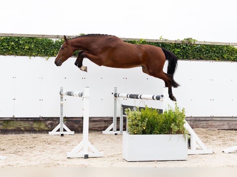 Zangersheider Hongre 3 Ans 173 cm Bai in Waddinxveen
