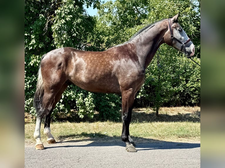 Zangersheider Hongre 3 Ans 173 cm Gris in Kiskunhalas