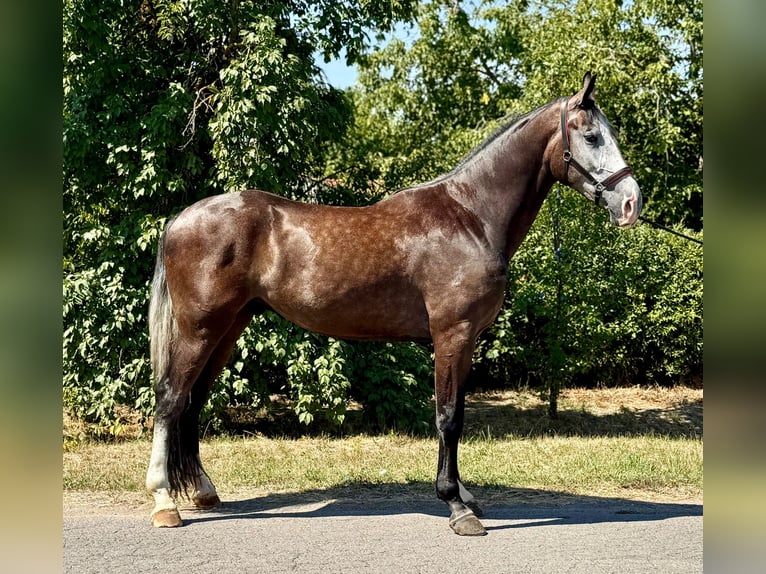 Zangersheider Hongre 3 Ans 173 cm Gris in Kiskunhalas