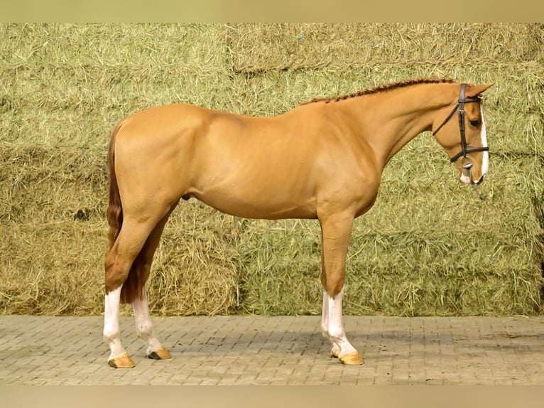 Zangersheider Hongre 3 Ans 175 cm Alezan in Bladel