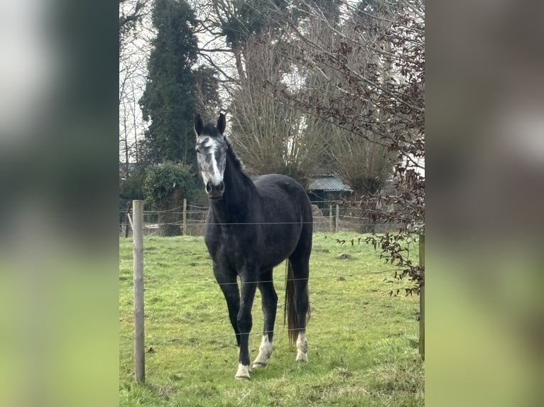 Zangersheider Hongre 3 Ans 175 cm Grullo in GROTE BROGEL