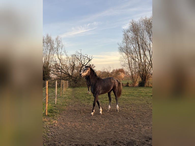 Zangersheider Hongre 3 Ans 175 cm Grullo in GROTE BROGEL