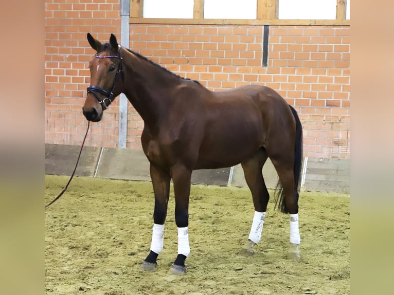 Zangersheider Hongre 3 Ans 176 cm Bai in uelsen