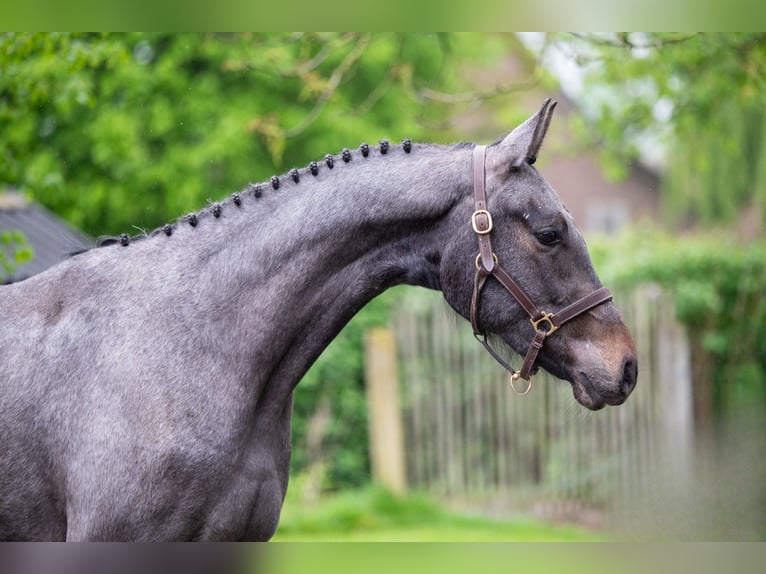 Zangersheider Hongre 3 Ans Blanc in GROTE BROGEL