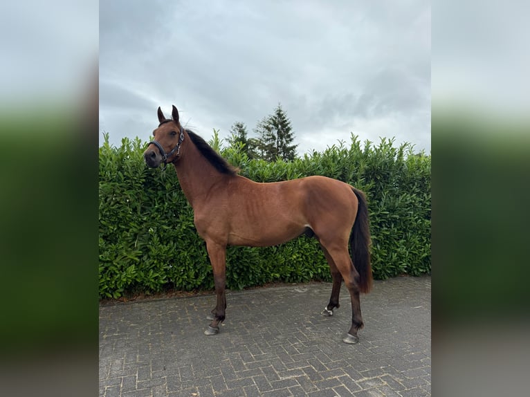Zangersheider Hongre 3 Ans  in Eext