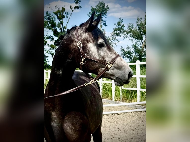 Zangersheider Hongre 3 Ans Gris in Brzyków