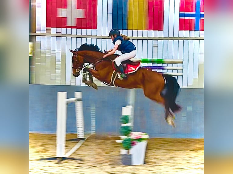 Zangersheider Hongre 4 Ans 158 cm Bai in GROTE-BROGEL
