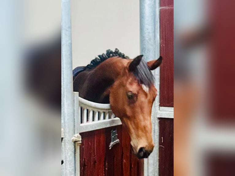 Zangersheider Hongre 4 Ans 158 cm Bai in GROTE-BROGEL