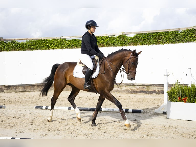 Zangersheider Hongre 4 Ans 158 cm Bai in Waddinxveen