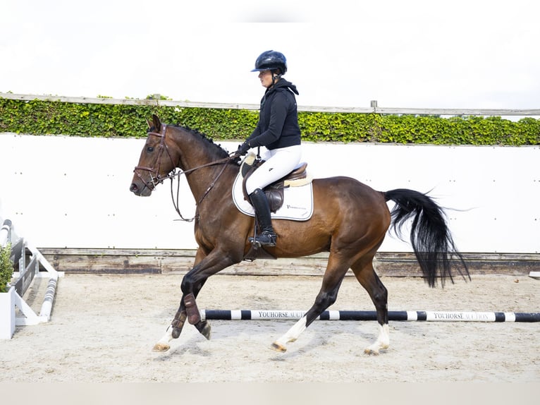 Zangersheider Hongre 4 Ans 158 cm Bai in Waddinxveen