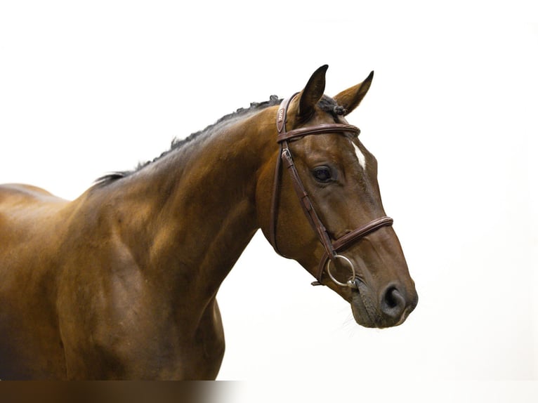 Zangersheider Hongre 4 Ans 158 cm Bai in Waddinxveen