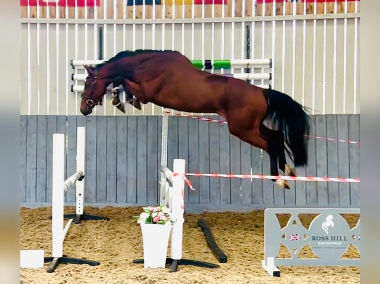 Zangersheider Hongre 4 Ans 158 cm Bai in GROTE-BROGEL