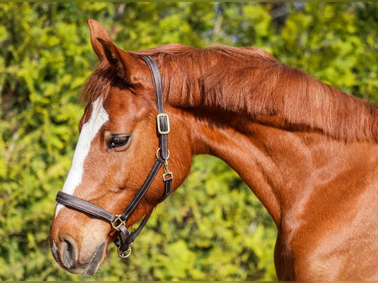 Zangersheider Hongre 4 Ans 159 cm Alezan in Steensel
