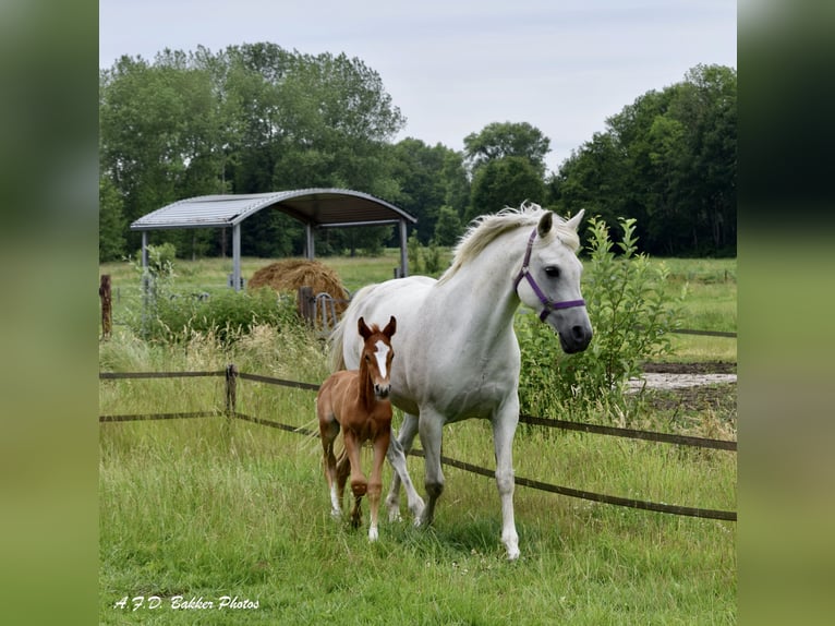 Zangersheider Hongre 4 Ans 159 cm Alezan in Steensel