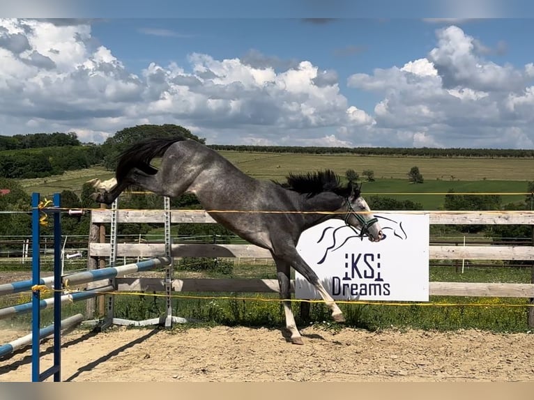 Zangersheider Hongre 4 Ans 160 cm Gris in Ohmden