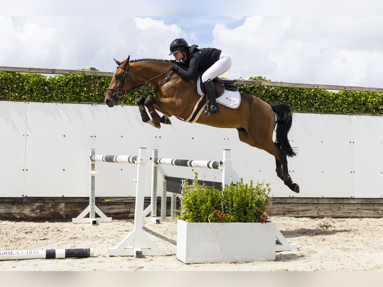 Zangersheider Hongre 4 Ans 161 cm Bai in Waddinxveen