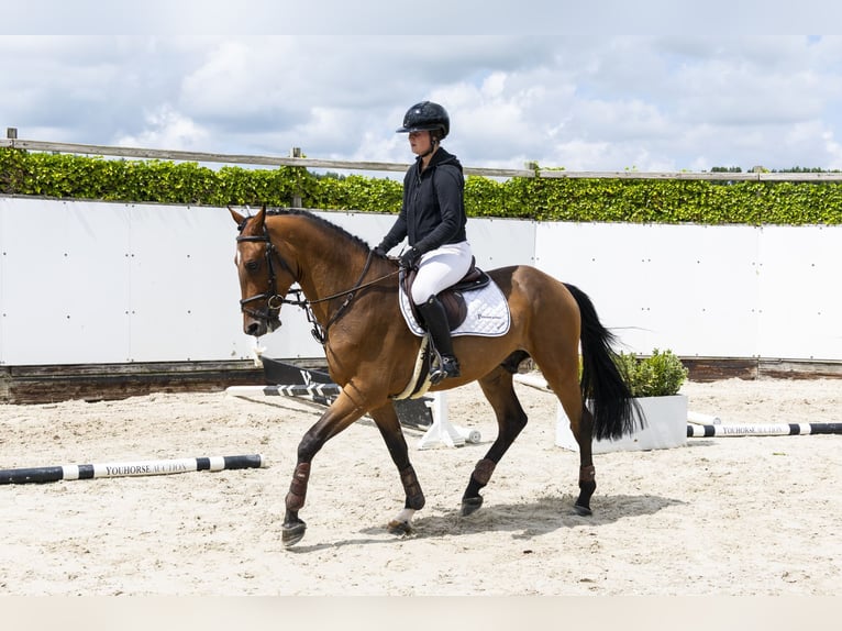 Zangersheider Hongre 4 Ans 161 cm Bai in Waddinxveen