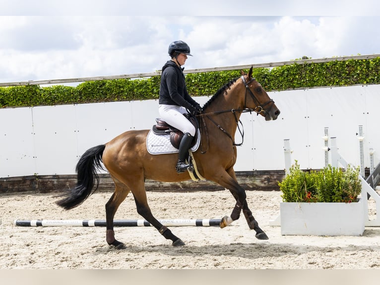 Zangersheider Hongre 4 Ans 161 cm Bai in Waddinxveen