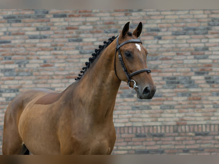 Zangersheider Hongre 4 Ans 161 cm Bai in Waddinxveen