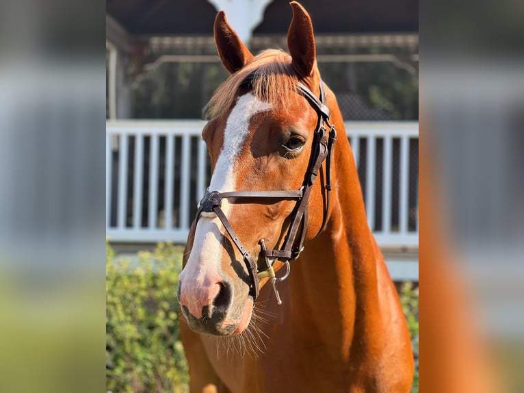 Zangersheider Hongre 4 Ans 162 cm Alezan brûlé in Chesterfield, VA