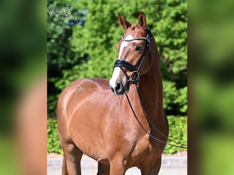 Zangersheider Hongre 4 Ans 163 cm Alezan in Bruchhausen-Vilsen