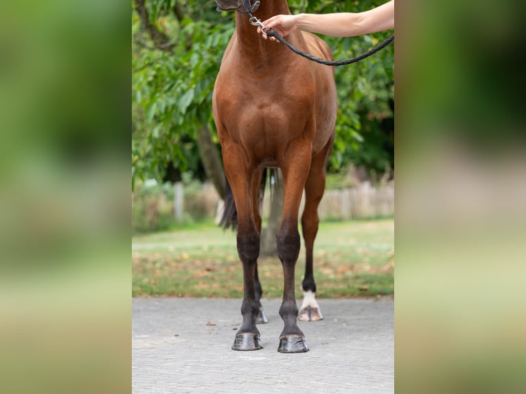 Zangersheider Hongre 4 Ans 163 cm Bai in GROTE-BROGEL