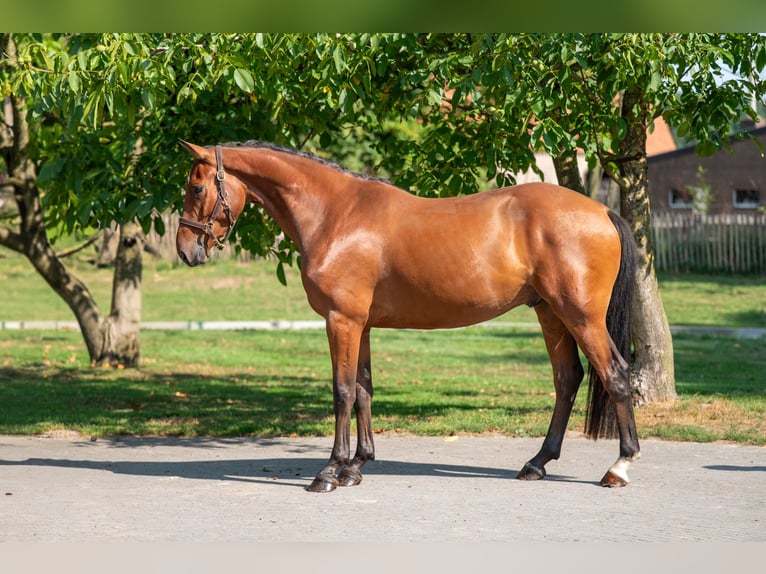 Zangersheider Hongre 4 Ans 163 cm Bai in GROTE-BROGEL